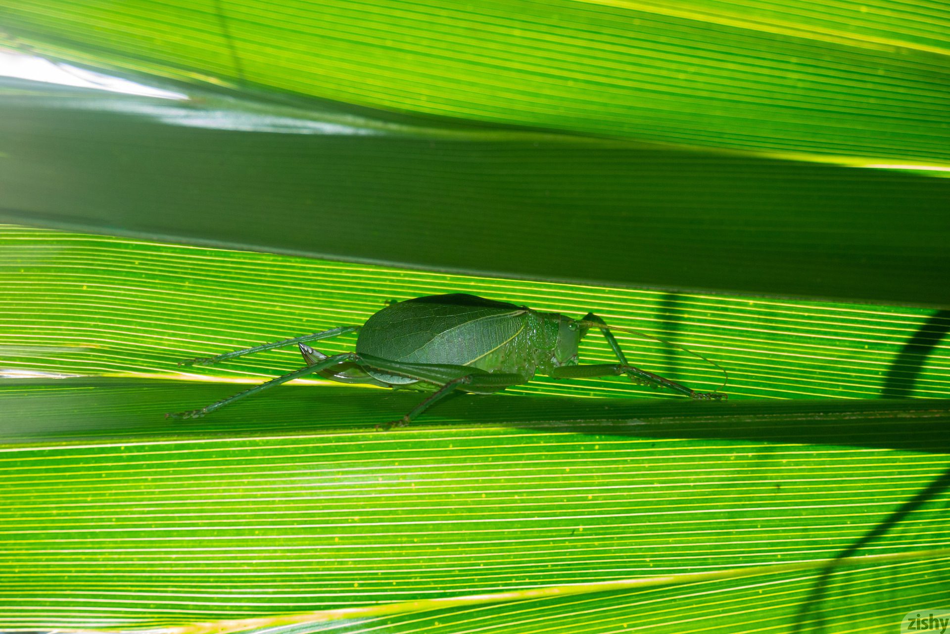 Ashlee Hills, Kim Solari, Mazzy Plimpton, Zishy (21)