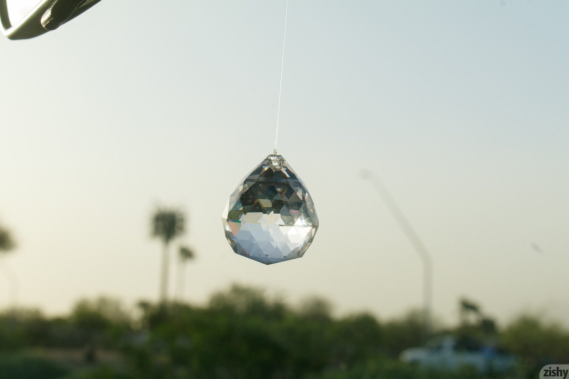 Brandy Gila Brain Freeze At Eegees Zishy (26)