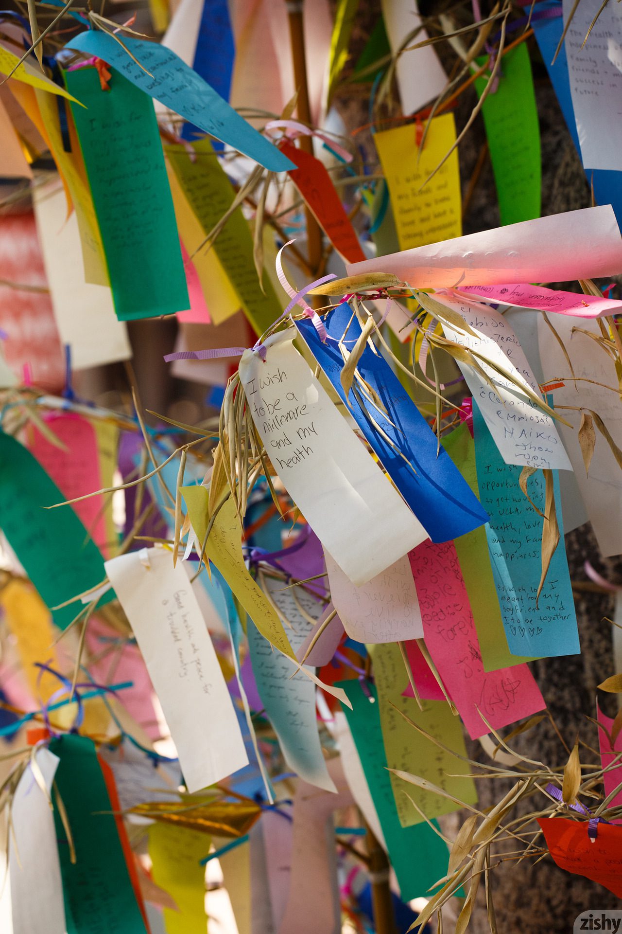 Mercedes Llano Dreams Big Zishy (51)